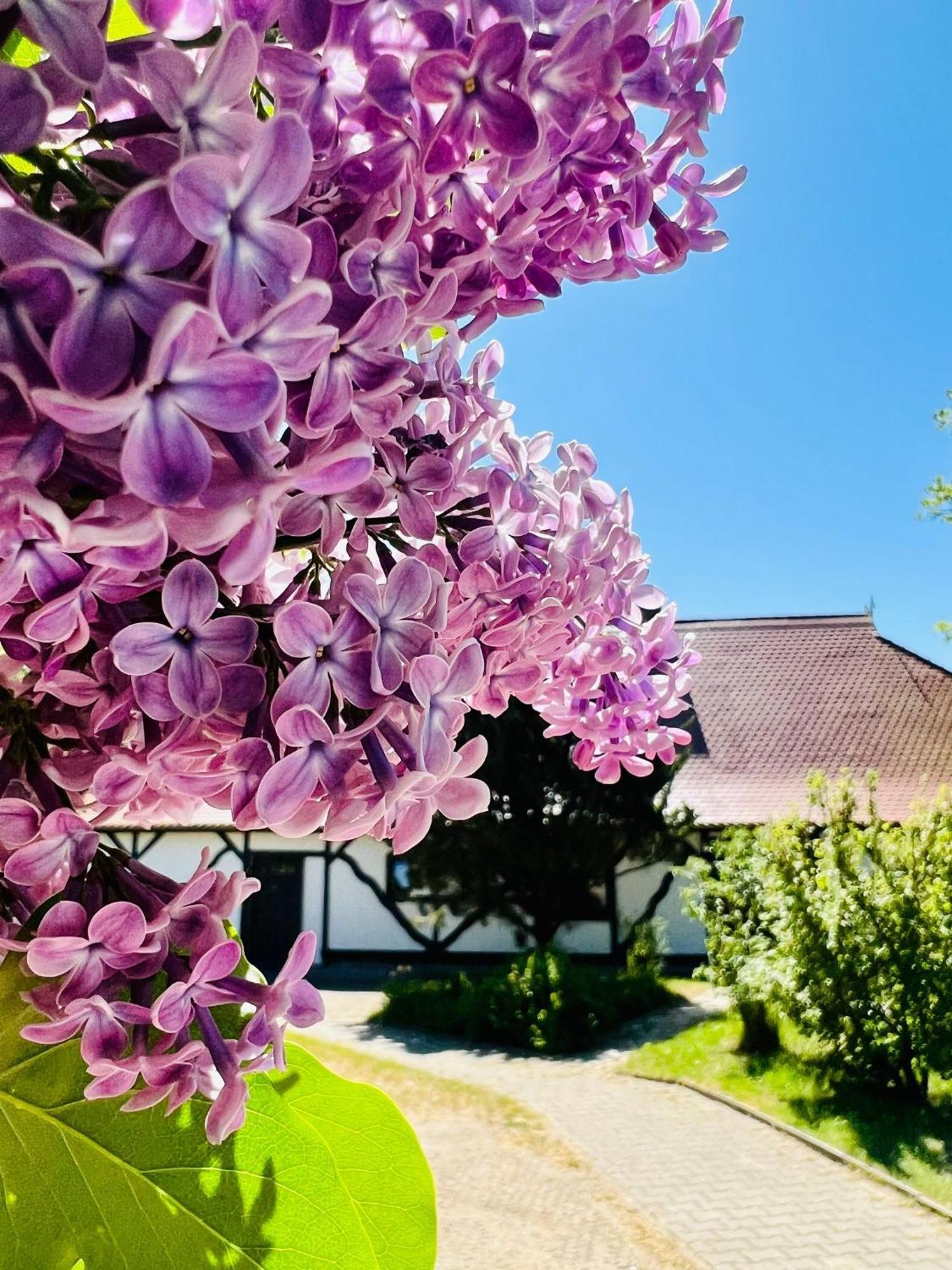 Ferienwohnung "Zur Rebe" Middelhagen Exterior foto